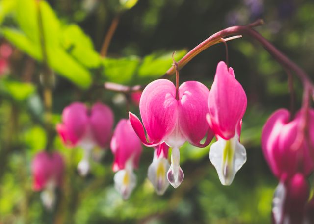 Close-up of vibrant pink bleeding heart flowers blooming in nature among lush green leaves. Can be used for floral decor, gardening tips, botanical illustration, nature website, or environmental awareness materials.