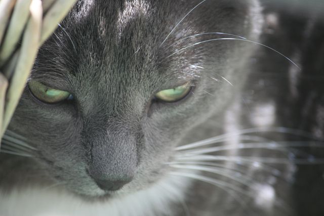 Close-Up of a Gray Cat with Intense Gaze - Download Free Stock Photos Pikwizard.com