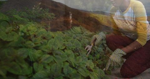 Gardener tend plant bed along scenic country hill road