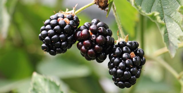 Berries blackberries blur close up - Download Free Stock Photos Pikwizard.com