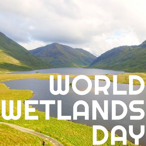 panoramic view of lush wetland celebrating world wetlands day - Download Free Stock Templates Pikwizard.com