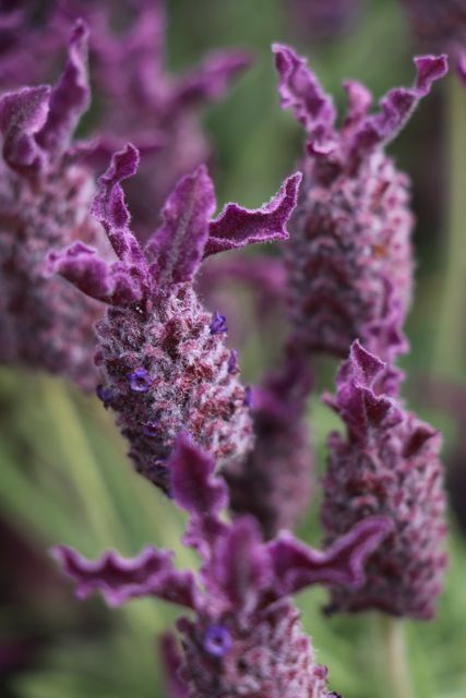 Detailed close-up of blooming lavender flowers with vibrant purple hues and a soft focus background. Perfect for use in nature-related content, gardening websites, aromatherapy promotions, and floral design advertisements.
