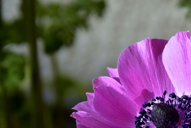 Purple Anemone Flower Close-Up with Blurred Green Background - Download Free Stock Photos Pikwizard.com