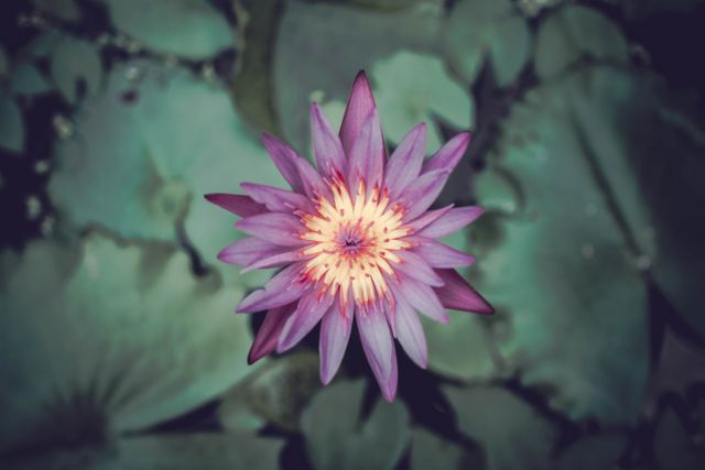 Bright purple water lily blooming in garden pond, centered on lily pad. Suitable for nature themes, floral decor, aquatic plant identification, gardening blogs, serenity and relaxation content.