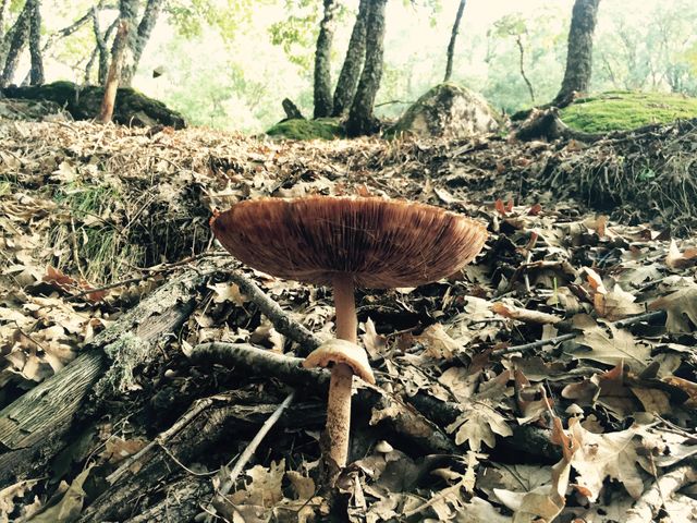 Mushroom growing in forest on forest floor with fallen leaves around. Tree trunks and foliage visible in background. Perfect for nature-themed projects, autumn season promotions, educational content on fungi and forests, and ecological studies visuals.