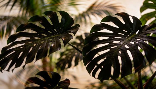 Monstera deliciosa glossy leaf cluster with water droplets and warm lens flare