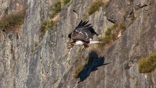 Soaring raptor hugging rugged cliff face with yellow beak and talons casting shadow