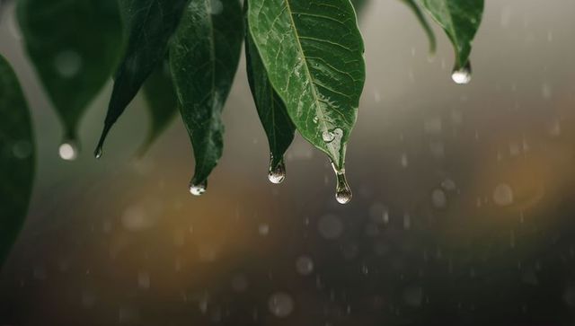 Glossy tropical leaves dripping macro crystal water droplets with soft bokeh