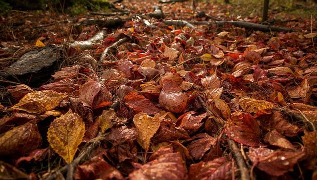 Wet autumn leaf carpet with dew drops and pine needles closeup forest floor texture macro