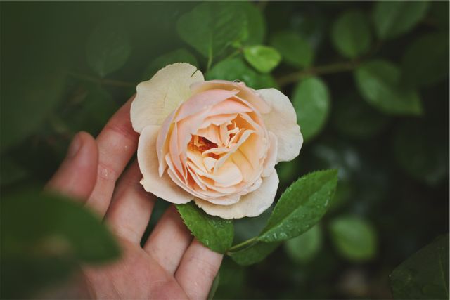 Peach rose in person’s hand. Delicate floral bloom. Ideal for use in nature blogs, gardening websites, floral shops, kindness and personal gift themes.