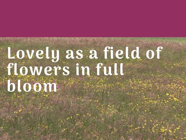 This image depicts a tranquil field filled with blooming flowers, perfect for promoting relaxation, natural beauty, or peaceful concepts. Ideal for backgrounds, nature-themed designs, aromatherapy promotions, wellness content, or mindfulness blogs.
