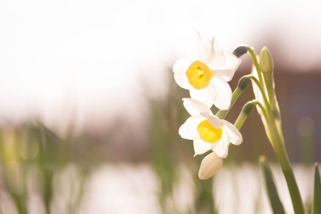 Vibrant Yellow and White Daffodils in Sunlight - Download Free Stock Photos Pikwizard.com