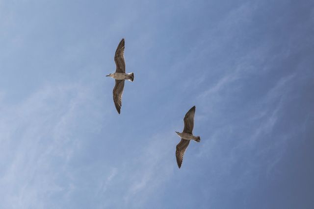 Two seagulls are gliding high in a clear blue sky, perfect for themes related to freedom, wildlife, and nature. Ideal for educational materials on birds, presentations on the beauty of nature, or travel and vacation planning depicting serene and peaceful environments.