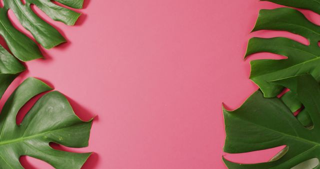 Green monstera plant leaves on pink background with copy space. Tropical, exotic background concept digitally generated image.