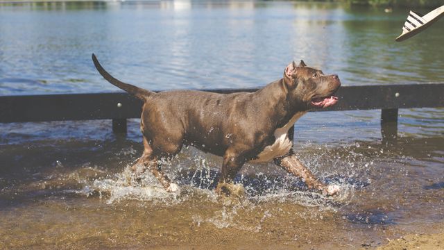 Pit Bull Terrier running through shallow lake water, splashing joyfully. Ideal for use in articles or advertisements highlighting outdoor pet activities, dog behavior, summer fun, or pet-friendly destinations. Suitable for use in pet care websites, blogs, and social media marketing related to dogs' well-being and enjoyment.