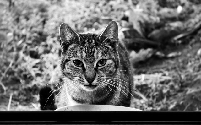 This black and white close-up of an alert tabby cat focuses on the cat's intense gaze and distinctive whiskers, providing a striking portrait against a blurred natural background. Ideal for use in pet-related materials, animal lover websites, and artistic projects featuring feline beauty.