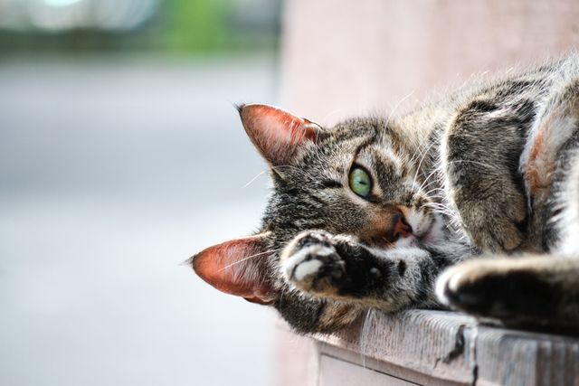 Delightful image of a tabby cat lounging outdoors, perfect for illustrating articles on pet care, animal behavior, or relaxation tips. Suitable for use in blogs, in print media, or advertising related to pet products and services.