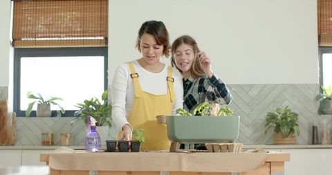 Urban kitchen gardening friends planting seedlings and growing indoor herbs