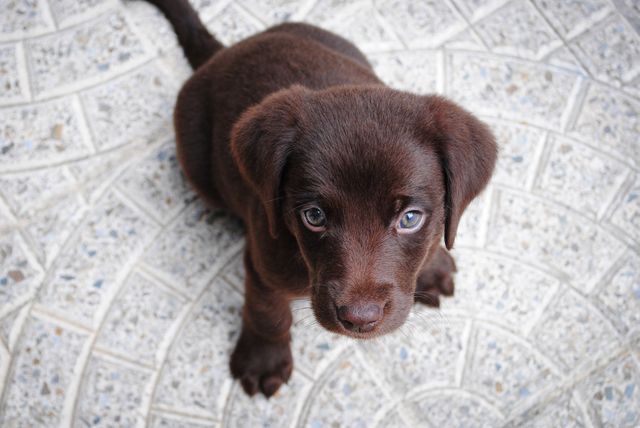 This image showcases an adorable chocolate Labrador puppy with sweet, innocent eyes, sitting on a tiled floor while looking up. Ideal for use in content related to pet adoption, dog care, puppy training, pet products, veterinary services, and promotional materials for animal-related businesses. Perfect for social media posts that intend to evoke a sense of affection and care.
