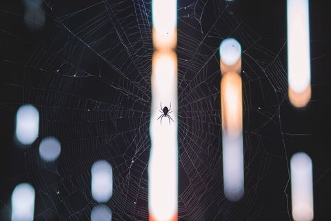 Silhouette spider on symmetrical web with vertical bokeh lights, night macro