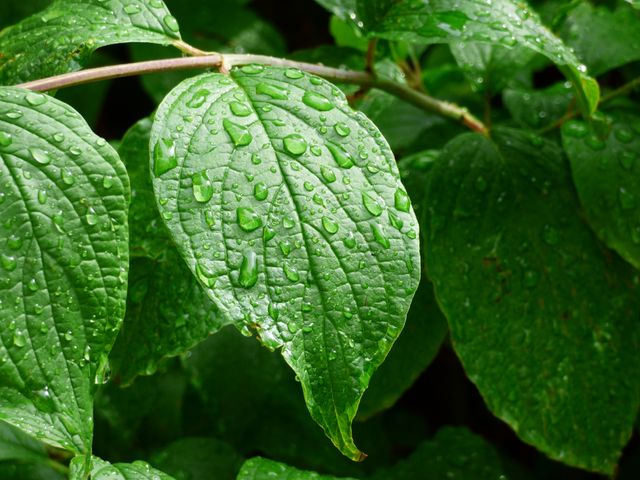 Close-up view of green leaves covered with dew drops in a forest. Perfect for use in nature magazines, spring greetings, environmental conservation campaigns, and outdoor-themed marketing materials. Exhibits themes of freshness, nature, and renewal.