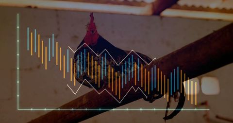 Rooster in rustic barn overlaying financial graph