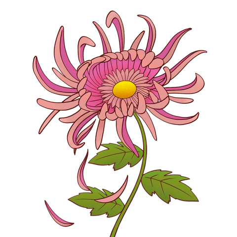 Pink chrysanthemum illustration with transparent background