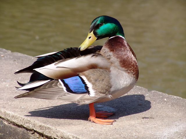 Male mallard duck is preening feathers next to a pond. Featuring classic iridescent green head and vibrant blue wing patches. Useful for themes on wildlife, nature, waterfowl, and outdoor scenery.