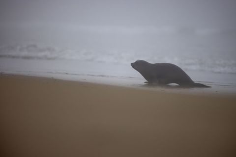 Seal pup crawling on foggy beach at dawn, misty coastline, soft muted tones
