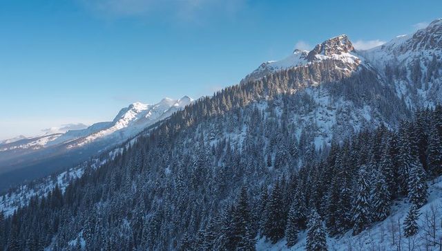 Sunlit Snow-Covered Alpine Ridge with Dense Pine Forest and Distant Mountain Peaks
