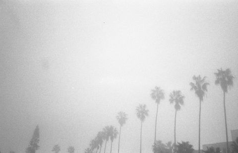 Ethereal Stretch of Palm Trees in Misty Atmosphere