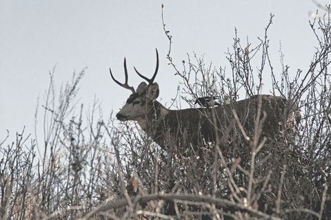 Mule deer buck standing among winter shrubs with bird perched on back, mountain wildland