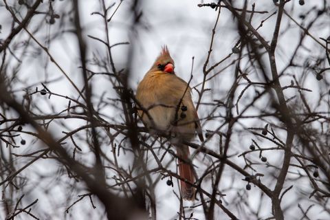 Female cardinal perched on winter branches