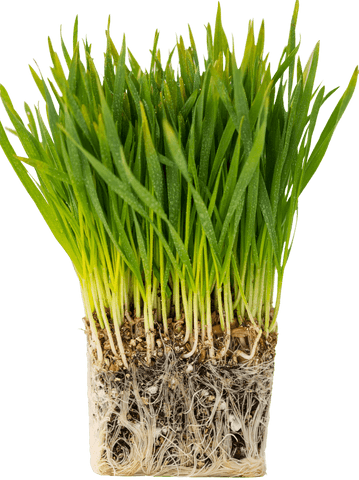 fresh wheatgrass bunch with roots on transparent background - Download Free Stock Videos Pikwizard.com