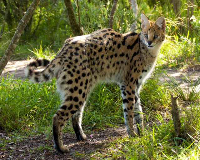 Serval Cat in Natural Habitat - Download Free Stock Photos Pikwizard.com