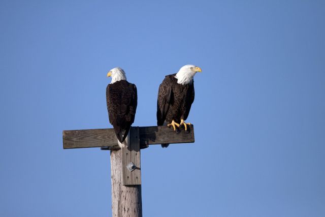 CAPE CANAVERAL, Fla. – On State Road 3 near the Shuttle Landing Facility at NASA's Kennedy Space Center in Florida, two bald eagles scout the terrain from their vantage point atop a pole.    There are 18 active eagle nests within Kennedy's boundaries, including several in the vicinity of the landing strip. Bald eagles mate for life, choosing the tops of large trees to build nests, which they typically use and enlarge each year. Nests may reach 10 feet across and weigh half a ton. The birds travel great distances, but usually return to breeding grounds within 100 miles of the place where they were raised. Bald eagles may live 15 to 25 years in the wild. The Merritt Island National Wildlife Refuge coexists with Kennedy Space Center and provides a habitat for 330 species of birds including the bald eagle. A variety of other wildlife - 117 kinds of fish, 65 types of amphibians and reptiles, 31 different mammals, and 1,045 species of plants - also inhabit the refuge. For information on the refuge, visit http://www.fws.gov/merrittisland/Index.html. For information on Kennedy Space Center, visit http://www.nasa.gov/kennedy. Photo credit: NASA/Ken Thornsley