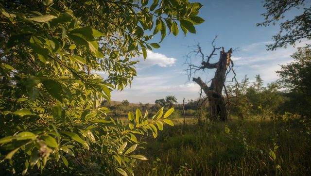 Sunlit glossy shrub framing gnarled dead trunk, golden meadow grasses and distant treeline