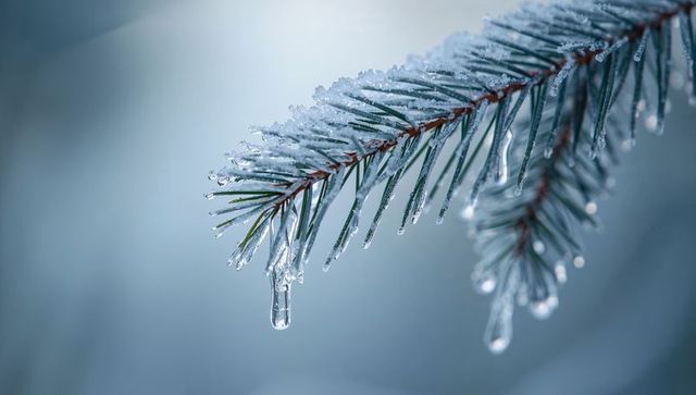 Frosted evergreen branch dripping icicles with crystalline snow and soft blue bokeh