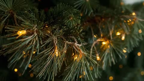 Slow pan revealing micro LED lights on pine branch macro with warm bokeh and needle detail