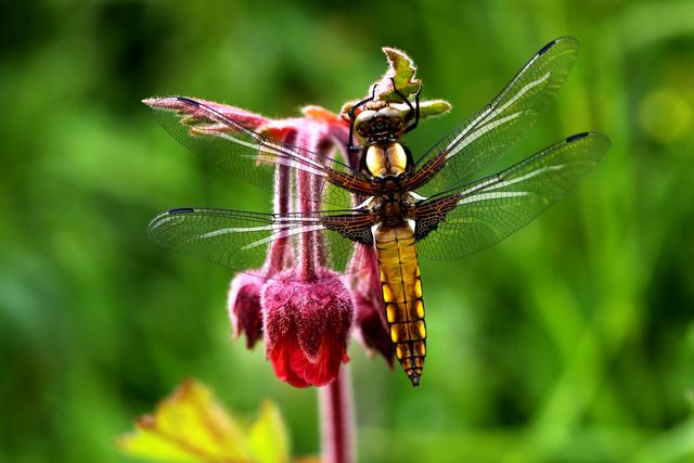 Golden Dragonfly Resting on Red Flower in Lush Garden - Download Free Stock Photos Pikwizard.com