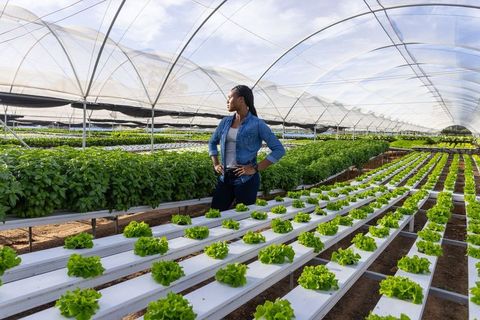 African american woman managing hydroponic farm in greenhouse
