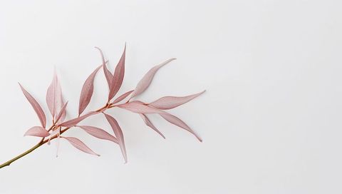 Minimal pink eucalyptus branch on white backdrop for modern botanical design