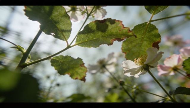 Backlit wild rose blossom catching sunlight among serrated leaves with cinematic bokeh