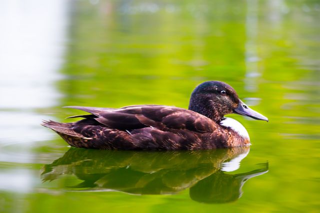 Duck swimming on calm green water with clear reflection. Useful for nature-themed projects, educational materials about wildlife, or relaxation content. Ideal for use in blogs, magazines, and websites focused on wildlife photography and peaceful scenes.