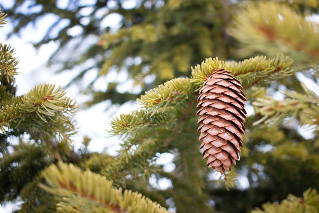 This photo captures a detailed close-up of a pine cone hanging from the branch of an evergreen tree. Perfect for nature enthusiasts, environmental educational materials, forest conservation promotions, or seasonal decorations. Ideal for use in websites, blogs, presentations, or print media focused on natural beauty and the environment.
