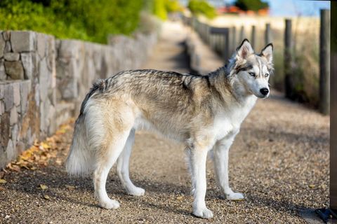 Siberian husky standing proudly on scenic walkway