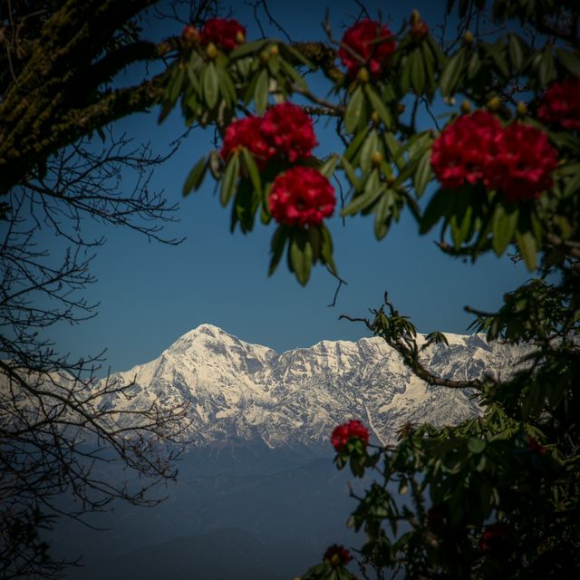 Snow-Capped Mountain Framed by Blooming Red Flowers - Download Free Stock Photos Pikwizard.com