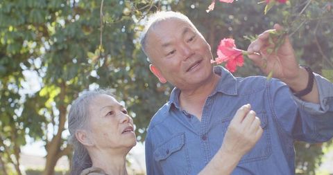 Senior asian couple examining pink hibiscus in sunlit backyard garden, gentle togetherness
