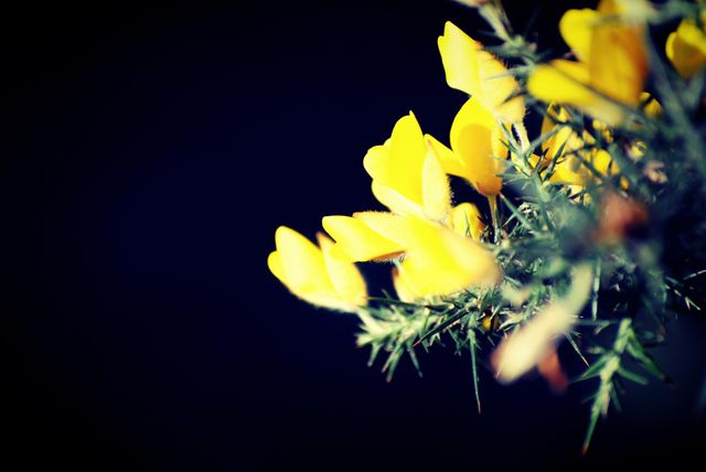 Close-Up of Yellow Flowers with Dark Background - Download Free Stock Photos Pikwizard.com
