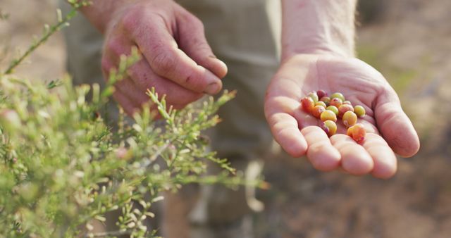 Farmer harvesting fresh berries from shrub in nature - Download Free Stock Images Pikwizard.com